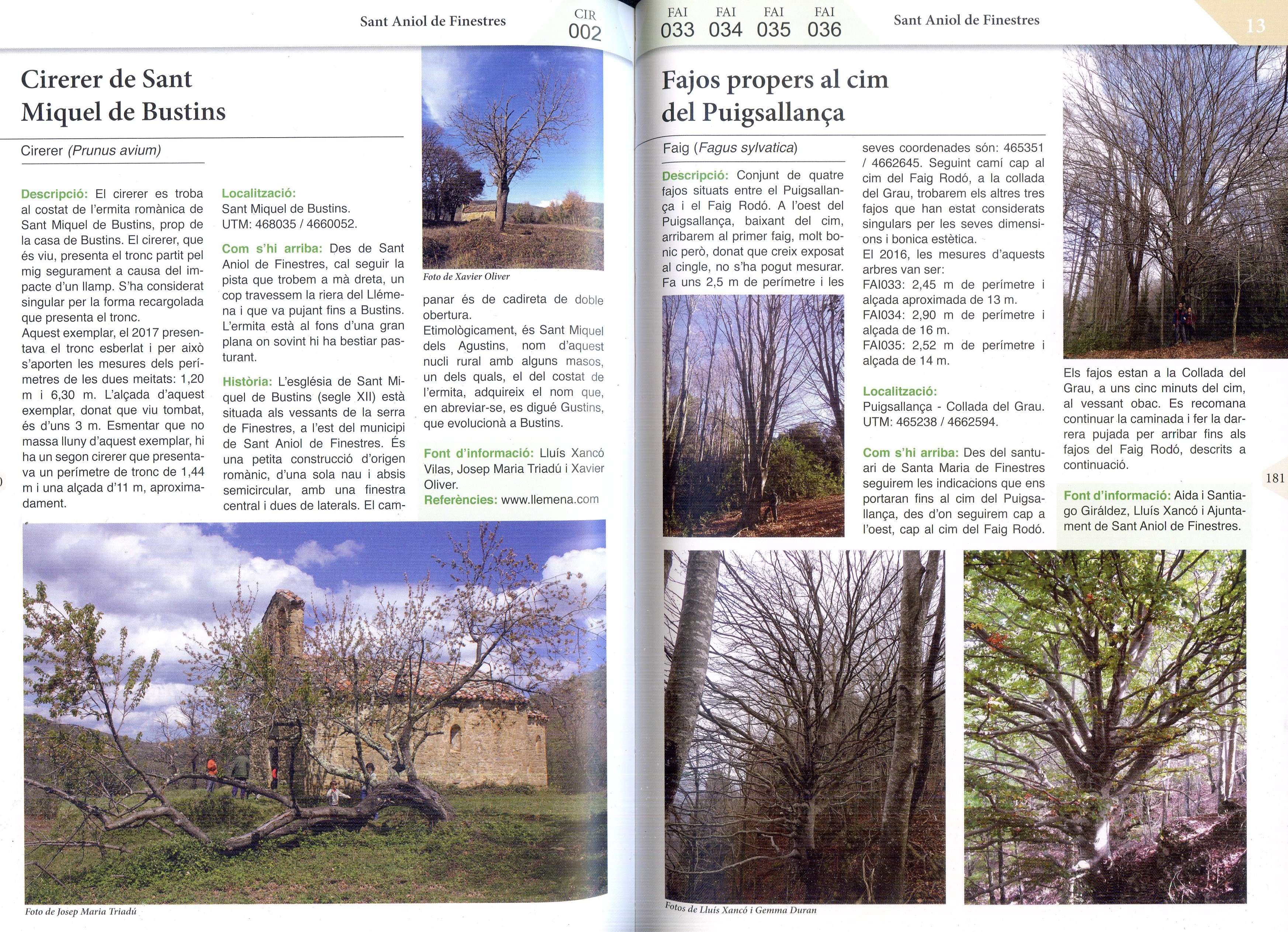 Arbres amb història de la Garrotxa : Guia d'arbres singulars de la comarca - Miniatura 3