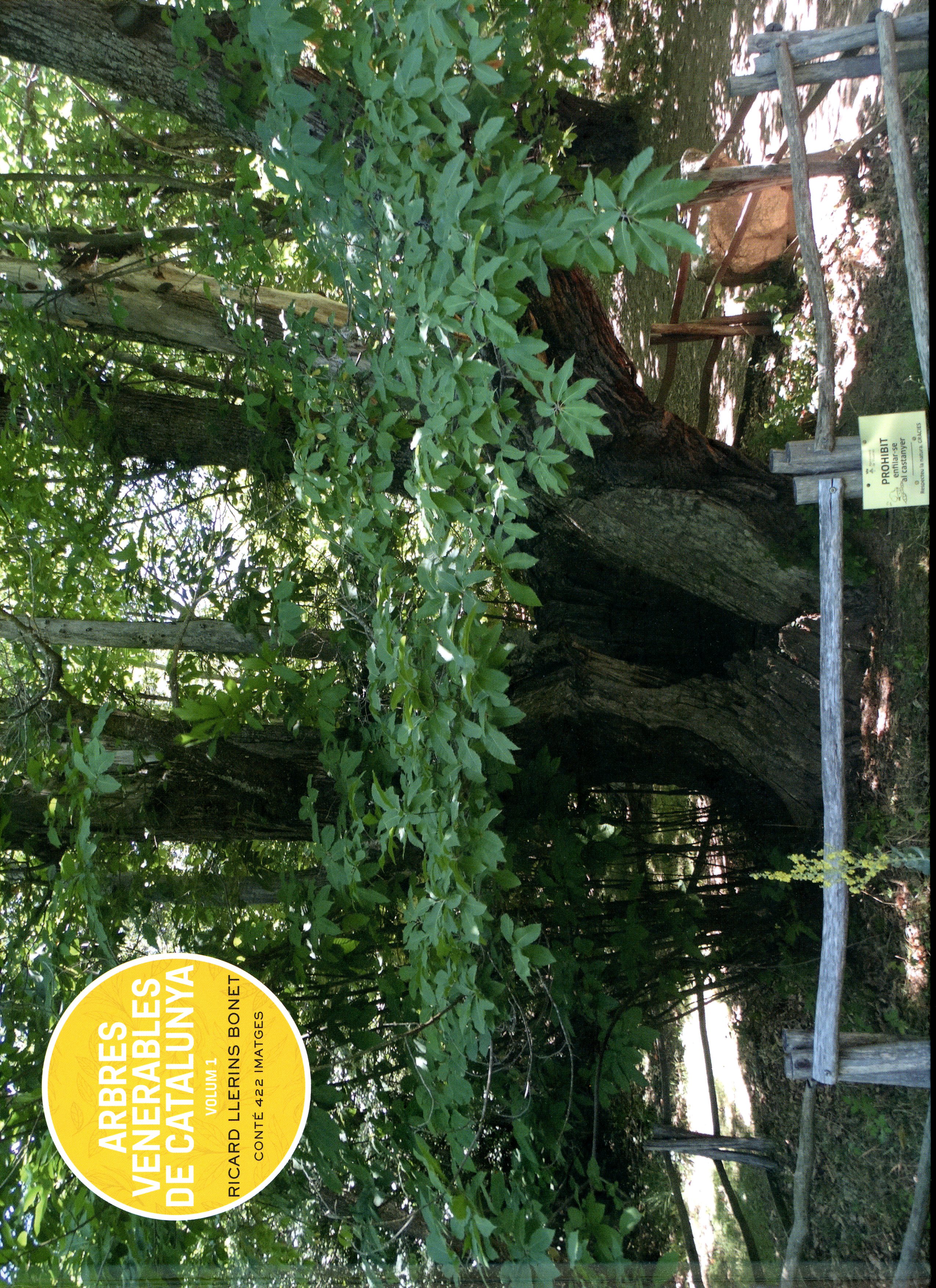 Arbres venerables de Catalunya - Volum 1 - Portada